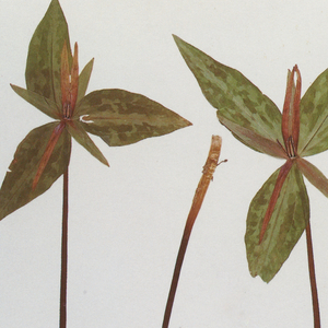 国产福利姬在线观看
